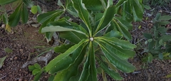 Gardenieae