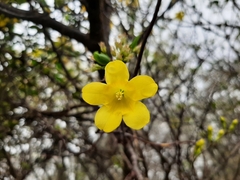 Gelsemium sempervirens