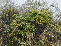 Gelsemium sempervirens