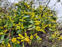 Gelsemium sempervirens