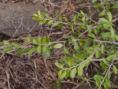 Castela galapageia