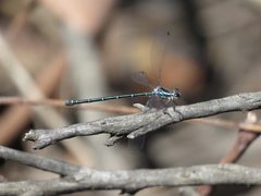 Austroargiolestes icteromelas