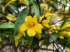 Gelsemium sempervirens