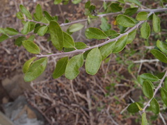 Castela galapageia