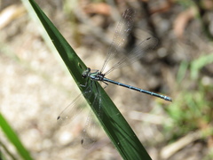 Austroargiolestes icteromelas
