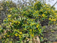 Gelsemium sempervirens