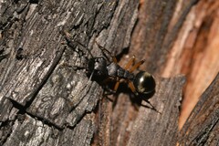Polyrhachis femorata
