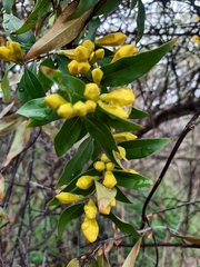 Gelsemium sempervirens