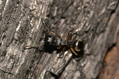 Polyrhachis femorata