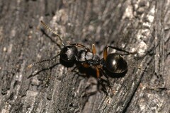 Polyrhachis femorata