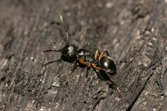 Polyrhachis femorata