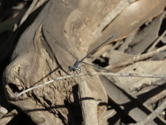 Austroargiolestes icteromelas