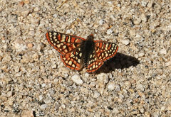 Euphydryas chalcedona corralensis