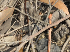 Austroargiolestes icteromelas