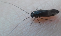 Elipsocus