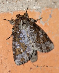 Disphragis tharis