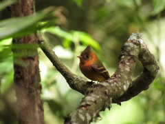 Mitrephanes phaeocercus