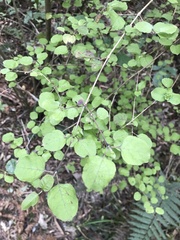 Coprosma rotundifolia