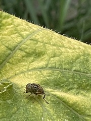 Eristalinus punctulatus
