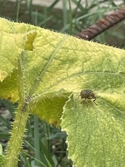 Eristalinus punctulatus