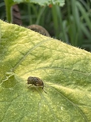 Eristalinus punctulatus