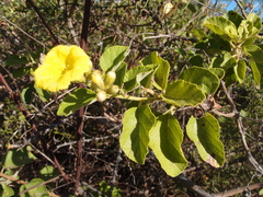 Cordia lutea