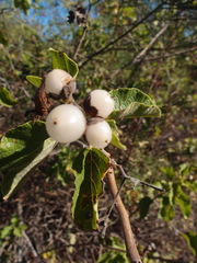 Cordia lutea