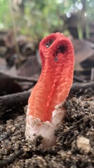 Clathrus columnatus