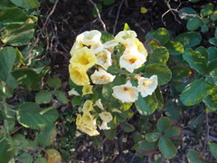 Cordia lutea