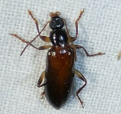 Statira