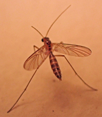 Macrocera
