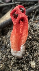 Clathrus columnatus