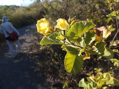 Cordia lutea