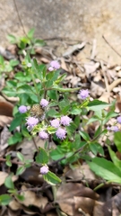 Praxelis clematidea
