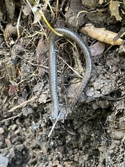 Batrachoseps nigriventris