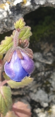 Phacelia viscida viscida