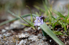 Dipterostemon capitatus