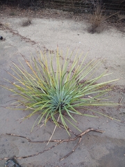 Hesperoyucca whipplei