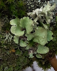 Parmotrema crinitum