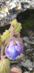 Phacelia viscida viscida