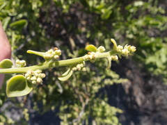 Cryptocarpus pyriformis