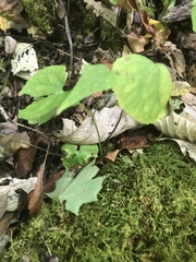 Viola canadensis canadensis