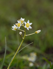 Toxicoscordion fremontii