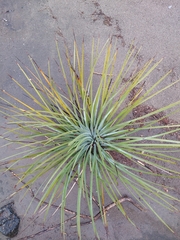 Hesperoyucca whipplei