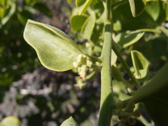 Cryptocarpus pyriformis