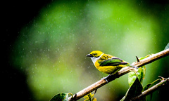 Tangara icterocephala