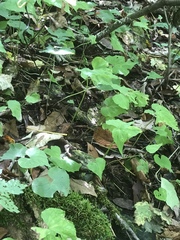 Viola canadensis canadensis