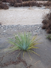 Hesperoyucca whipplei