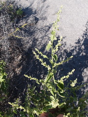 Cryptocarpus pyriformis