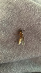 Apoica